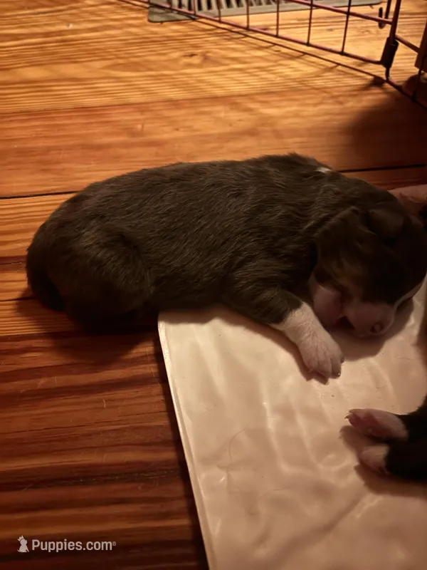 Red Tri Girl – Australian Shepherd puppy for sale in Conyers, GA