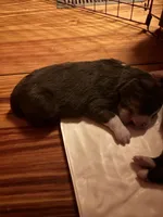 Red Tri Girl, a female Australian Shepherd for sale in Conyers, GA – Photo 1 of 4