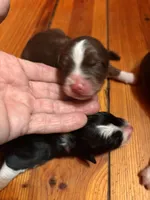 Red Tri Girl, a female Australian Shepherd for sale in Conyers, GA – Photo 2 of 4