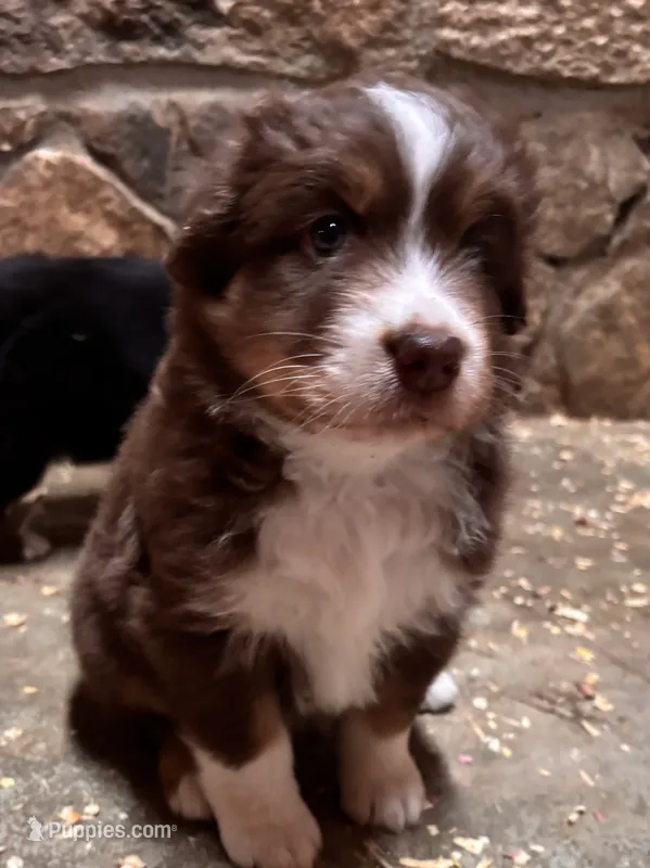 Red Tri Girl – Australian Shepherd puppy for sale in Conyers, GA