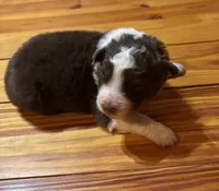 Red Tri Boy, a male Australian Shepherd for sale in Conyers, GA – Photo 4 of 7