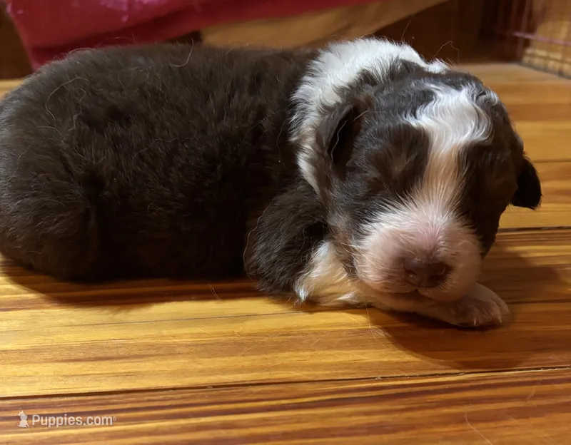 Red Tri Boy, a male Australian Shepherd for sale in Conyers, GA – Photo 1 of 7