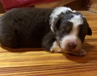 Red Tri Boy, a male Australian Shepherd for sale in Conyers, GA – Photo 1 of 7