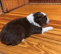 Red Tri Boy, a male Australian Shepherd for sale in Conyers, GA – Photo 2 of 7