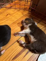 Red Tri Boy, a male Australian Shepherd for sale in Conyers, GA – Photo 3 of 7