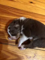 Red Tri Boy, a male Australian Shepherd for sale in Conyers, GA – Photo 5 of 7