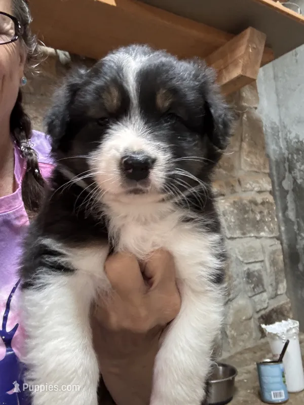 Black Tri girl – Australian Shepherd puppy for sale in Conyers, GA