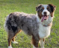 Black Tri girl, a female Australian Shepherd for sale in Conyers, GA – 6 of 9