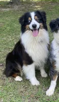 Black Tri girl, a female Australian Shepherd for sale in Conyers, GA – 7 of 9
