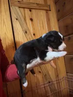 Black Tri girl, a female Australian Shepherd for sale in Conyers, GA – 5 of 9