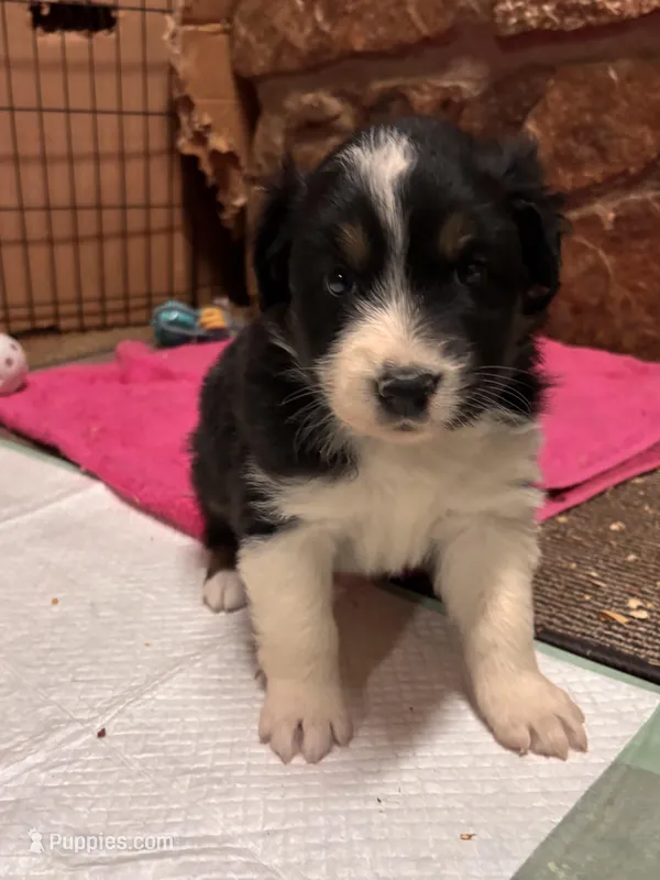 Black Tri girl – Australian Shepherd puppy for sale in Conyers, GA