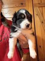 Black Tri girl, a female Australian Shepherd for sale in Conyers, GA – 1 of 9