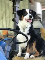 Black Tri girl, a female Australian Shepherd for sale in Conyers, GA – 9 of 9