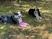 Black Tri girl, a female Australian Shepherd for sale in Conyers, GA – 8 of 9
