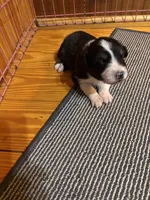Black Tri girl, a female Australian Shepherd for sale in Conyers, GA – 4 of 9