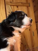 Black Tri girl, a female Australian Shepherd for sale in Conyers, GA – 2 of 9