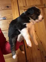 Black Tri girl, a female Australian Shepherd for sale in Conyers, GA – 3 of 9