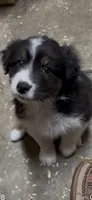 Daisy, a female Australian Shepherd for sale in Conyers, GA – 2 of 9