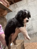 Daisy, a female Australian Shepherd for sale in Conyers, GA – 3 of 9