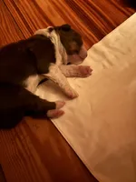 Red Tri Boy , a male Australian Shepherd for sale in Conyers, GA – Photo 2 of 4