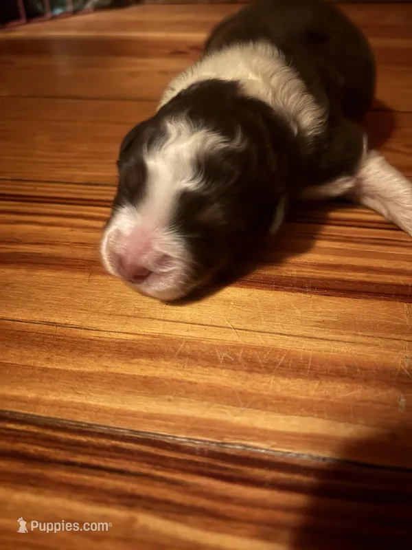 Red Tri Boy , a male Australian Shepherd for sale in Conyers, GA – Photo 1 of 4