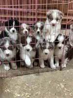 Litter Due, a  Australian Shepherd for sale in Conyers, GA – Photo 4 of 4
