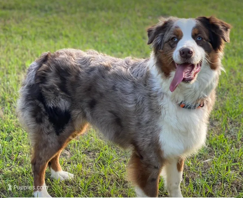 Litter Due – Australian Shepherd puppy for sale in Conyers, GA
