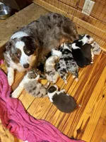 Litter Due, a  Australian Shepherd for sale in Conyers, GA – Photo 2 of 4