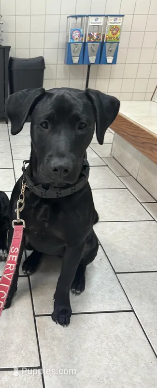 Trinity  – Perro de Presa Canario puppy for sale in Plant City, FL