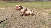 Lil homie , a male American Bully for sale in Plant City, FL – Photo 2 of 3