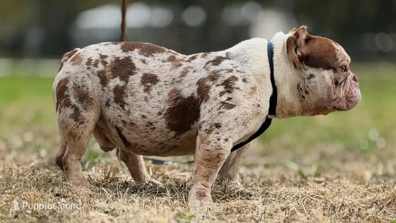 Lil homie  – American Bully puppy for sale in Plant City, FL