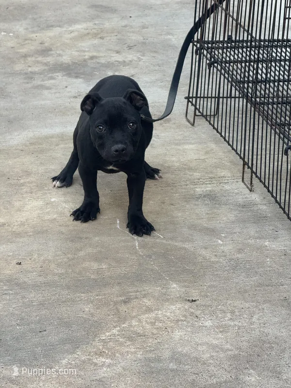 Staffordshire bull terrier  – Staffordshire Bull Terrier puppy for sale in Plant City, FL