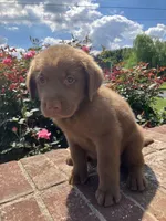Matt, a male Labrador Retriever for sale in Adams, TN – 1 of 1