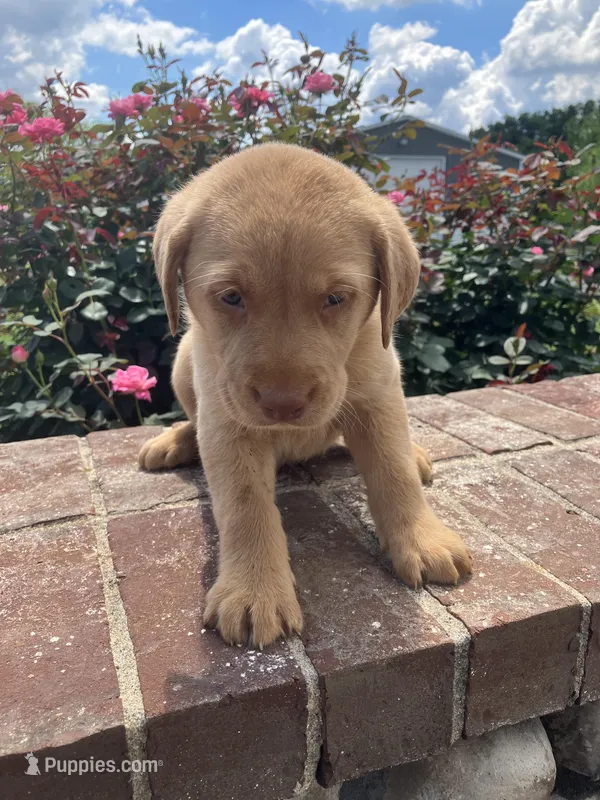 Baxter – Labrador Retriever puppy for sale in Adams, TN
