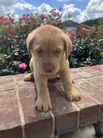 Baxter, a male Labrador Retriever for sale in Adams, TN – 1 of 1