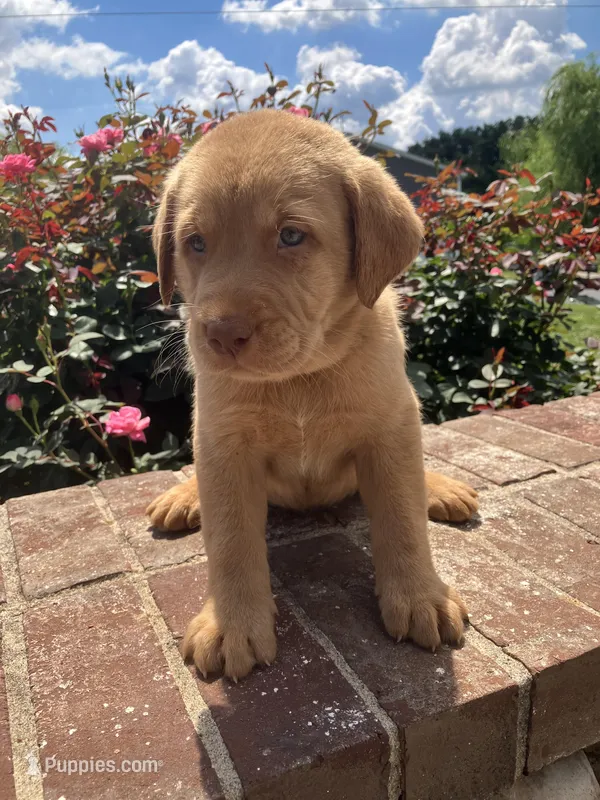 Leon – Labrador Retriever puppy for sale in Adams, TN