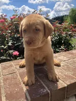 Leon, a male Labrador Retriever for sale in Adams, TN – 1 of 1