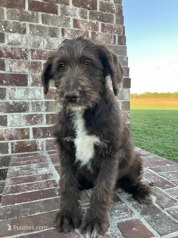 Toby – Labradoodle puppy for sale in Adams, TN