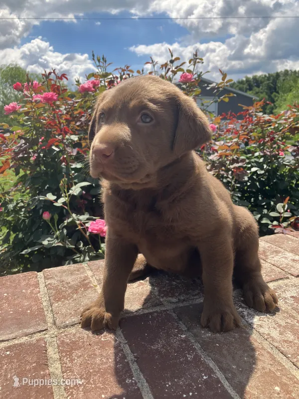 Sophie – Labrador Retriever puppy for sale in Adams, TN
