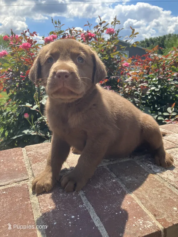 Chester – Labrador Retriever puppy for sale in Adams, TN