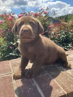 Chester, a male Labrador Retriever for sale in Adams, TN – 1 of 1