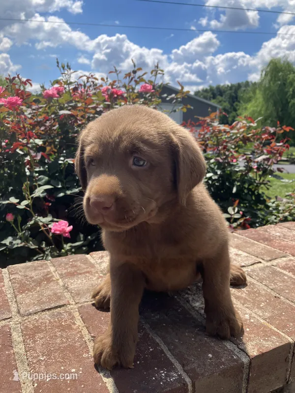 Maxwell – Labrador Retriever puppy for sale in Adams, TN