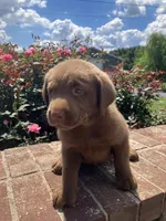 Maxwell, a male Labrador Retriever for sale in Adams, TN – 1 of 1