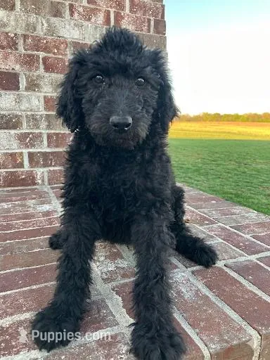 Max – Labradoodle puppy for sale in Adams, TN