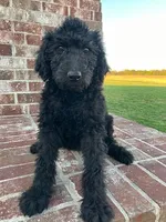 Max, a male Labradoodle for sale in Adams, TN – 1 of 1