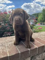 Betsy, a female Labrador Retriever for sale in Adams, TN – 1 of 1