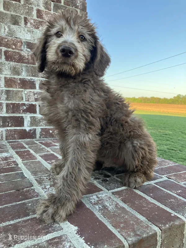 Brody – Labradoodle puppy for sale in Adams, TN