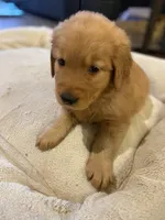 Blue, a male Golden Retriever for sale in Fresno, CA – 3 of 3