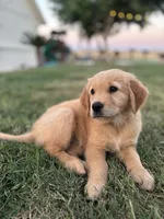 Purple, a female Golden Retriever for sale in Fresno, CA – 4 of 4