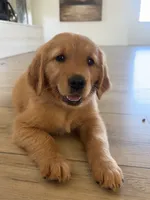 Pink, a female Golden Retriever for sale in Fresno, CA – 2 of 2